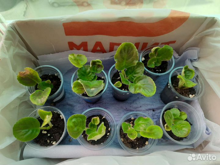 Сортовые фиалки