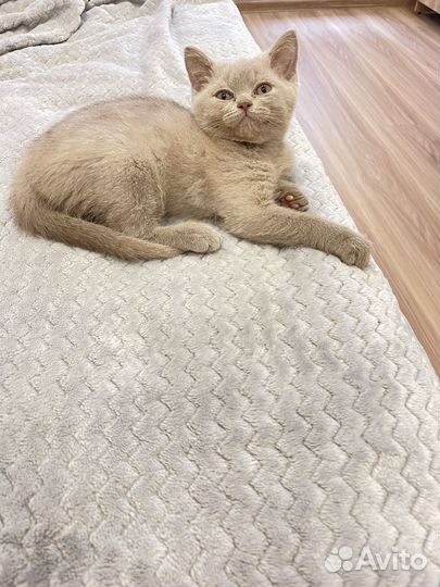Британский котёнок мальчик