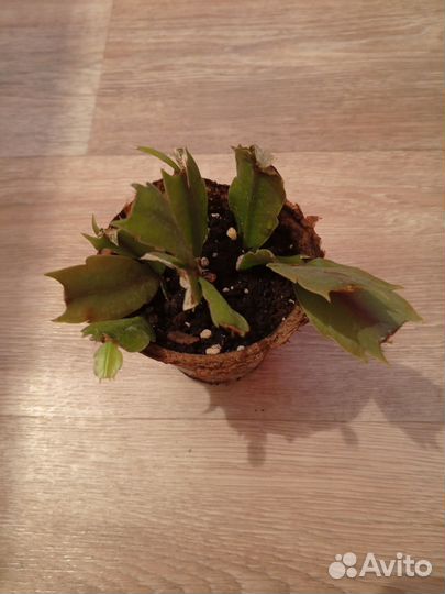 Комнатные цветы. Декабрист Golden Cream