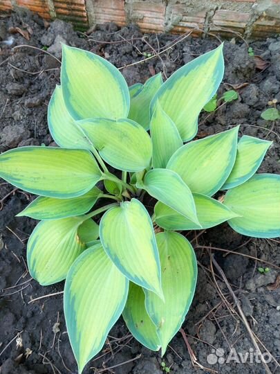 Хоста растение