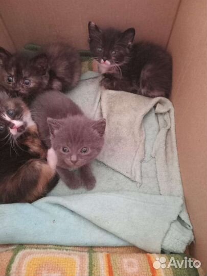 Кошки в добрые руки бесплатно