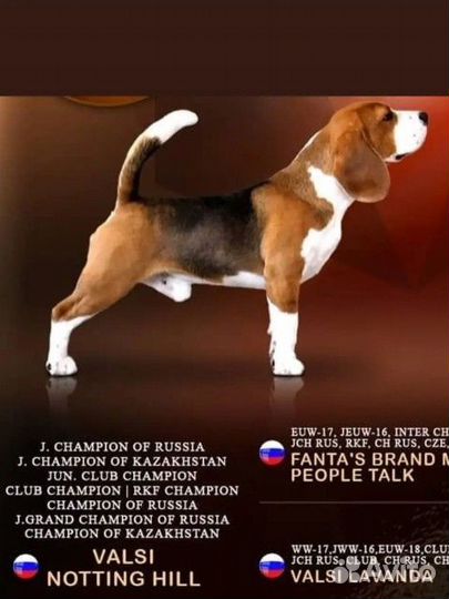 Щенки бигль шоу класса