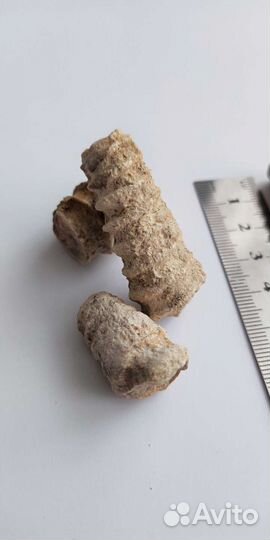 Окаменелости аммониты