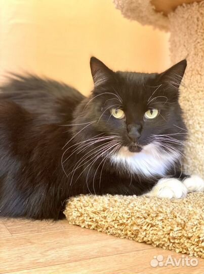 Кошка Мышка в хорошие руки