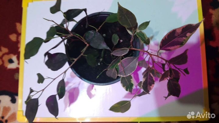 Фикус бенджамина