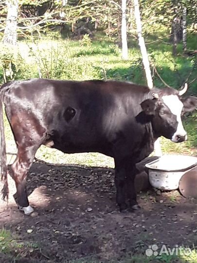 Коровы и телки стельные