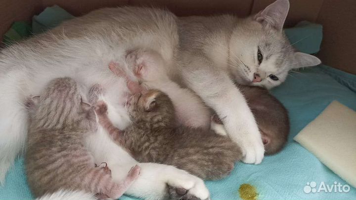 Шотландская вислоухая кошка