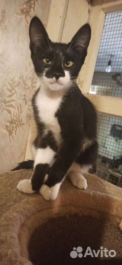 Не обычный Котик в добрые руки