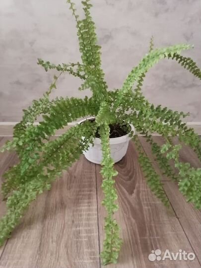 Папоротник