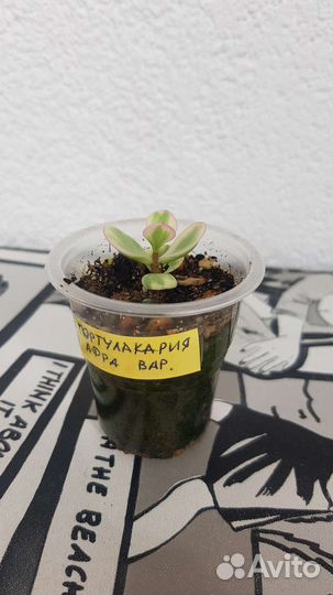 Суккуленты