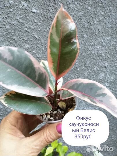 Фикусы, Тинеки, Бэлис