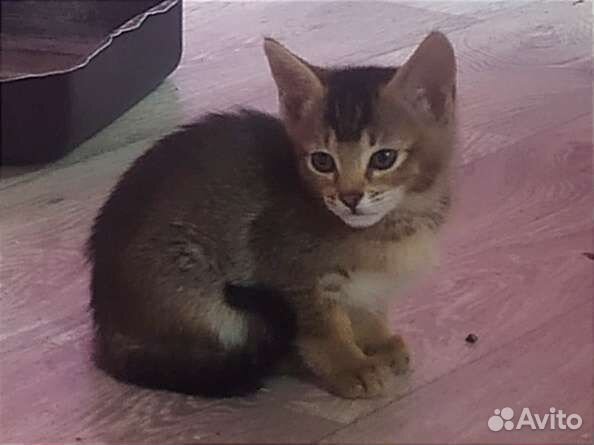 Котята чаузи