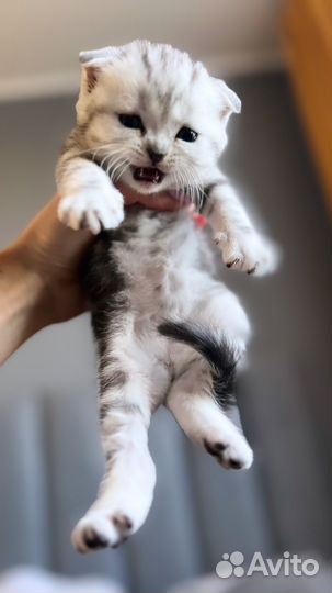 Шотландские котята