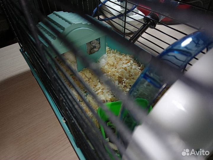 Джунгарский хомяк с клеткой