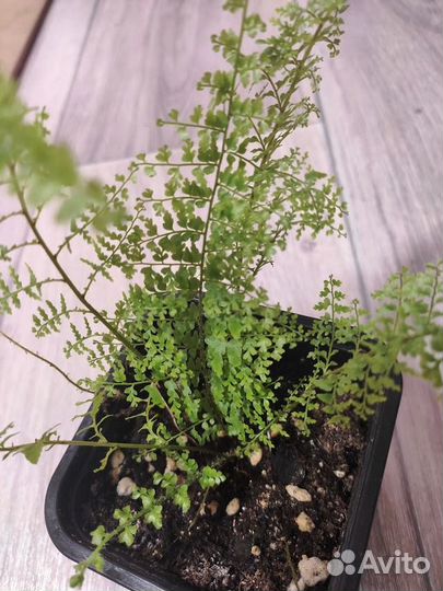 Комнатные растения. Нефролепис Глориоза