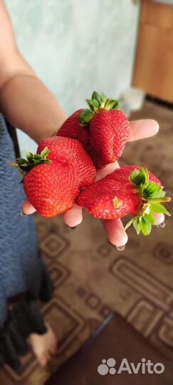 Рассада клубники азия