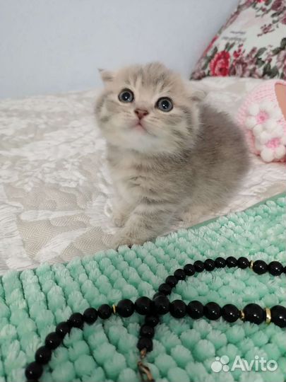 Котята манчкин