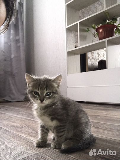 Отдам в добрые руки голубоглазых малюток (4мес)