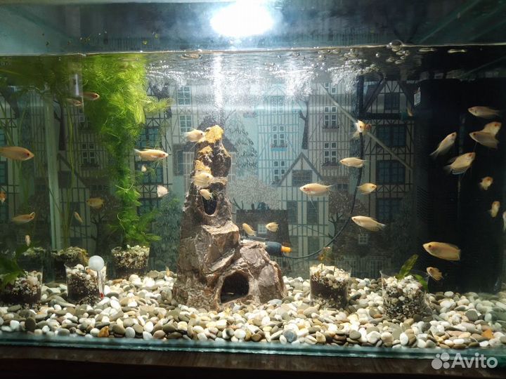 Аквариум