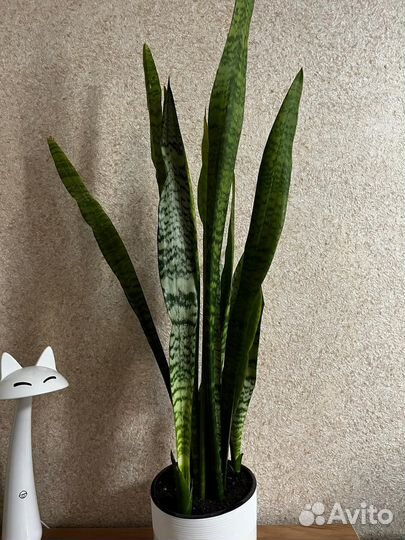 Сансевиерия тещин Язык