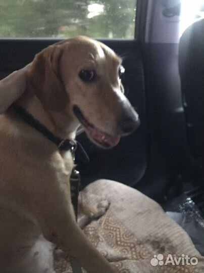 Собака В добрые руки