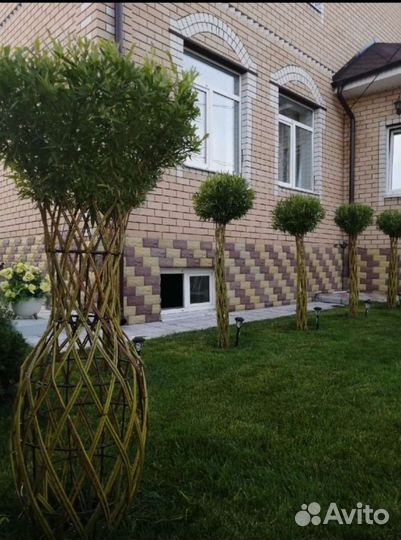 Ива плетеная