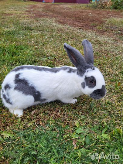 Кролики нпв (строкач)