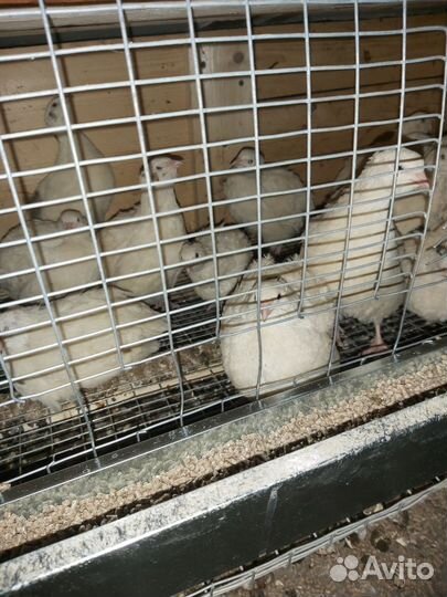 Перепела продажа