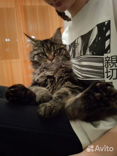 Кот мейн-кун вязка