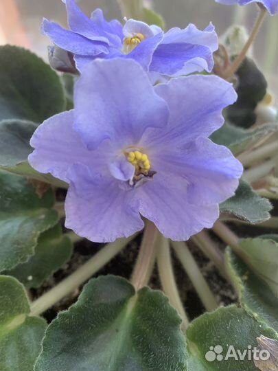 Фиалки сортовые цветущие