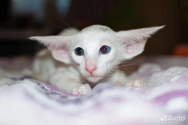 Ориентальные котята
