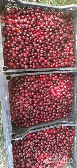 Продажа вишни
