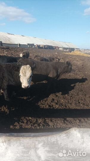 Бычки и Телки