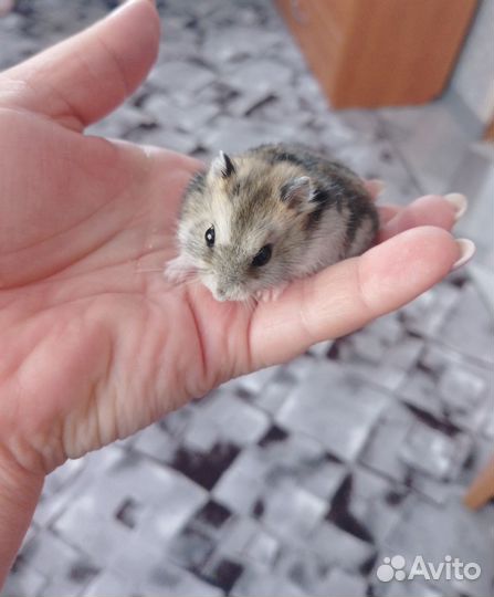 Джунгарский хомяк