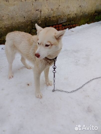 Сибирский хаски