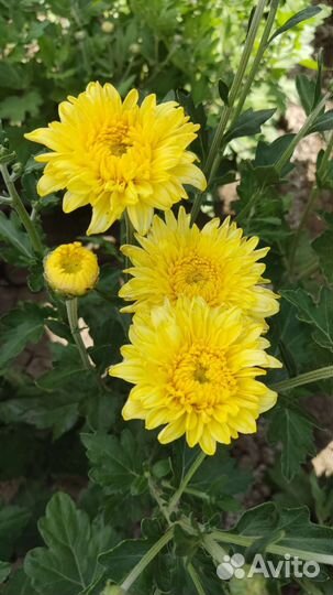 Цветущие кусты хризантем