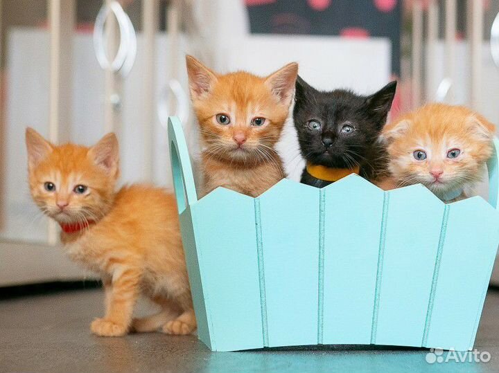 Котята в добрые руки, рыжики и черныш