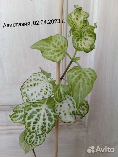 Изобилие комнатных растений