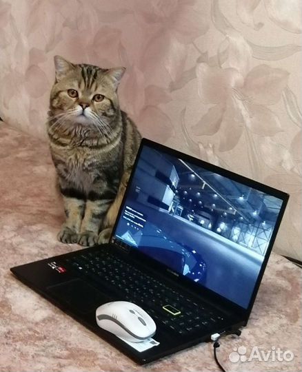 Кот на вязку британец