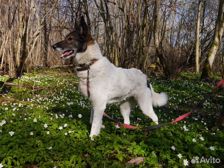 Собака Джуна