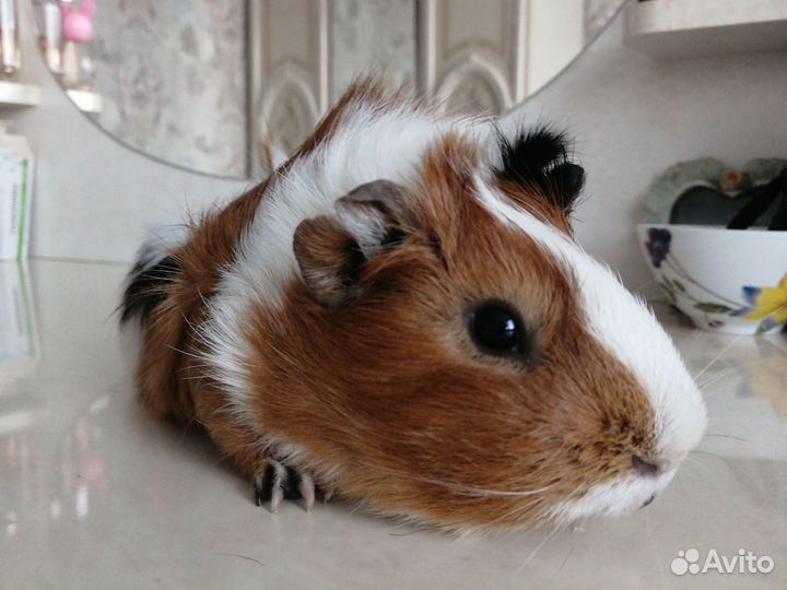 Вязка. Морские свинки (мальчик розетка)