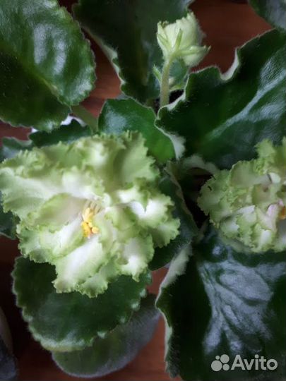 Сортовые сенполии