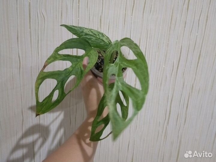 Монстеры Индоминт, Спайдермен, желтый вар