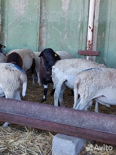 Дорпер баранчики