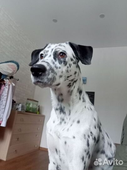 Далматинец