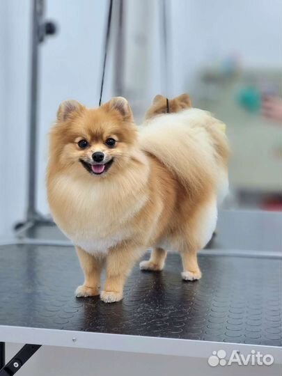 Груминг, стрижка собак