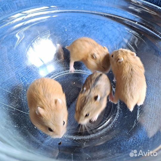 Джунгарский хомяк