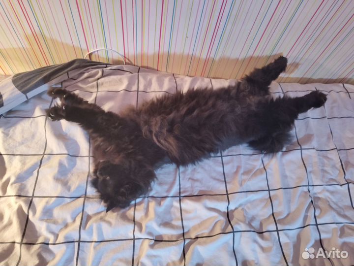 Передержка животных