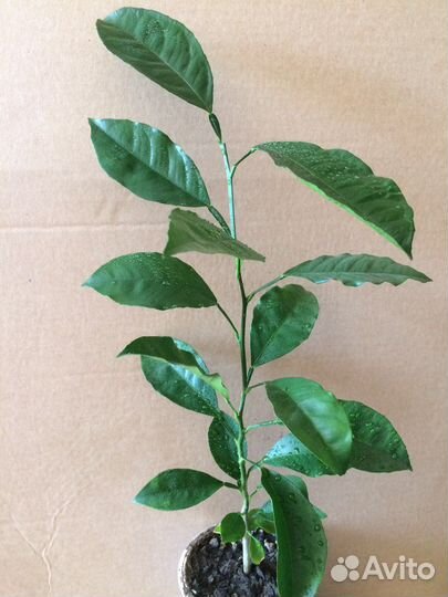 Подарок Цитрусовые деревья