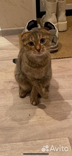 Пропала кошка